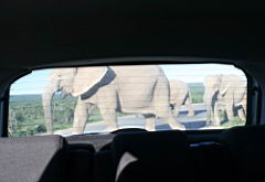elephants addo IMG_3671.jpg